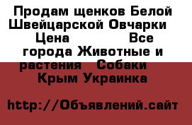 Продам щенков Белой Швейцарской Овчарки  › Цена ­ 20 000 - Все города Животные и растения » Собаки   . Крым,Украинка